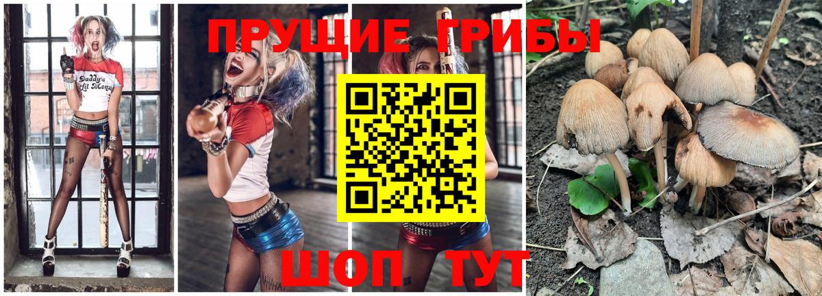 Кинель  дарнет шоп  Вход с VPN  Псилоцибиновые грибы Cubensis 
